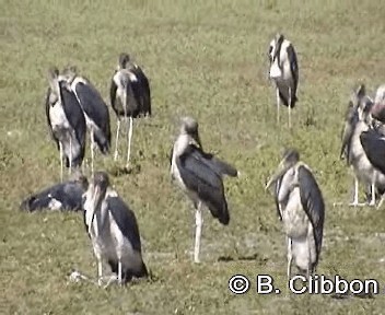 Marabou Stork - ML201309821