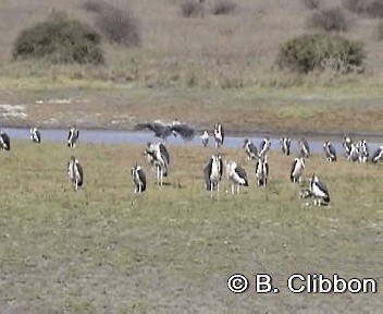 Marabou Stork - ML201309831