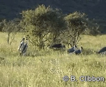 Marabou Stork - ML201309841