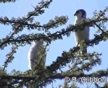 Pygmy Falcon - ML201309861