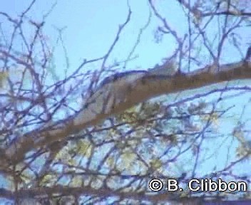 Gray-crested Helmetshrike - ML201309871
