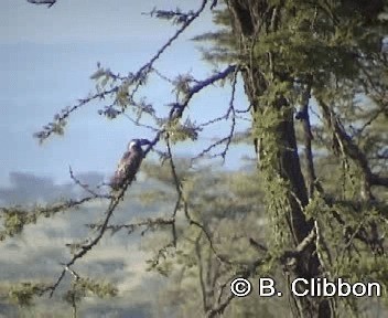 African Gray Hornbill - ML201309881