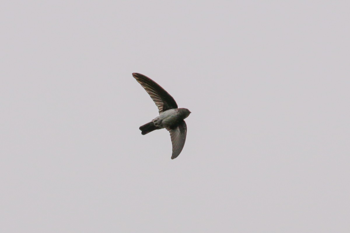 Satin Swiftlet - ML20130991