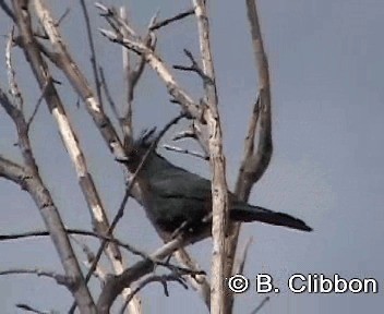 Phainopepla - ML201309911