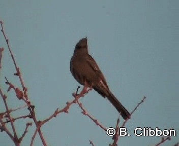 Phainopepla - ML201309921