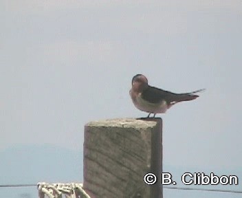 Welcome Swallow - ML201309941