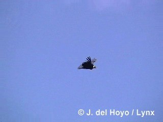 Andean Condor - ML201310241