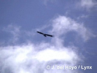 Andean Condor - ML201310251
