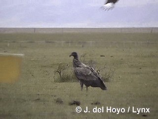 Condor des Andes - ML201310261