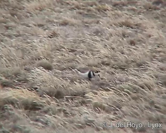 Two-banded Plover - ML201310281