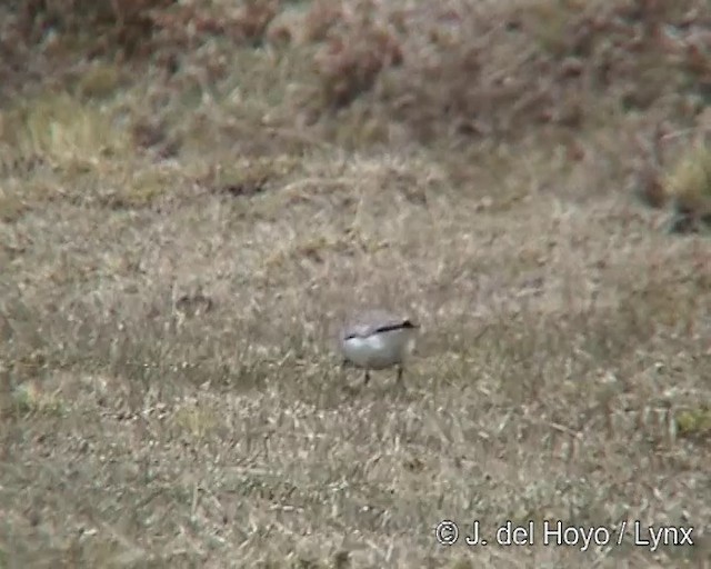 Two-banded Plover - ML201310291