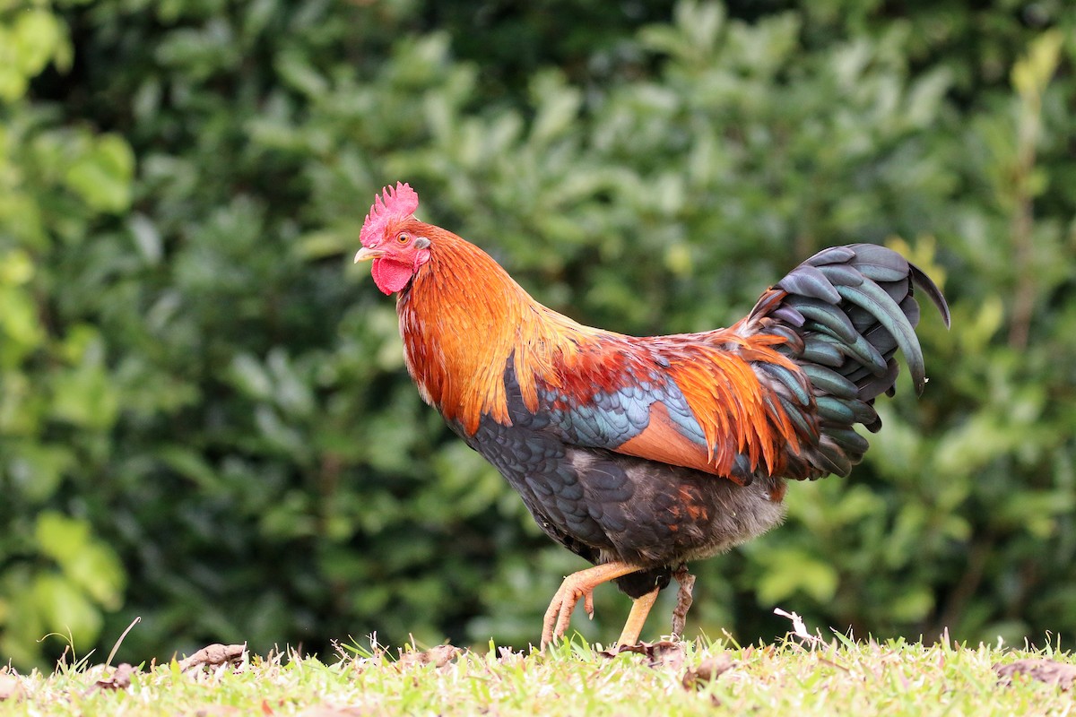 Red Junglefowl - Tommy Pedersen