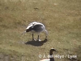 Upland Goose - ML201310311