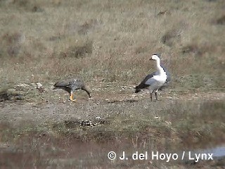 Upland Goose - ML201310321