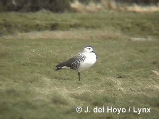 Upland Goose - ML201310351