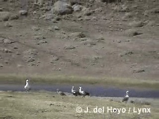 Upland Goose - ML201310471