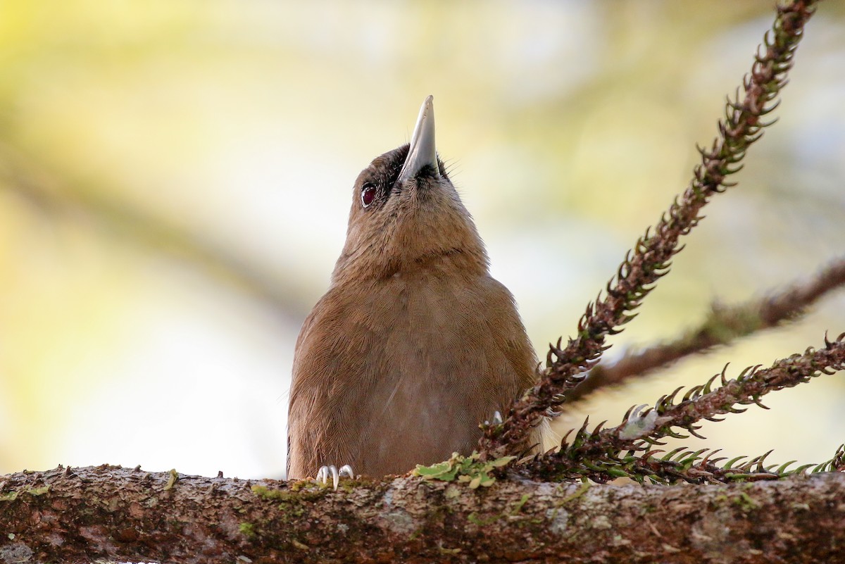 Southern Shrikebill - ML20131051