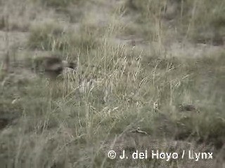patagonianegrito - ML201310601