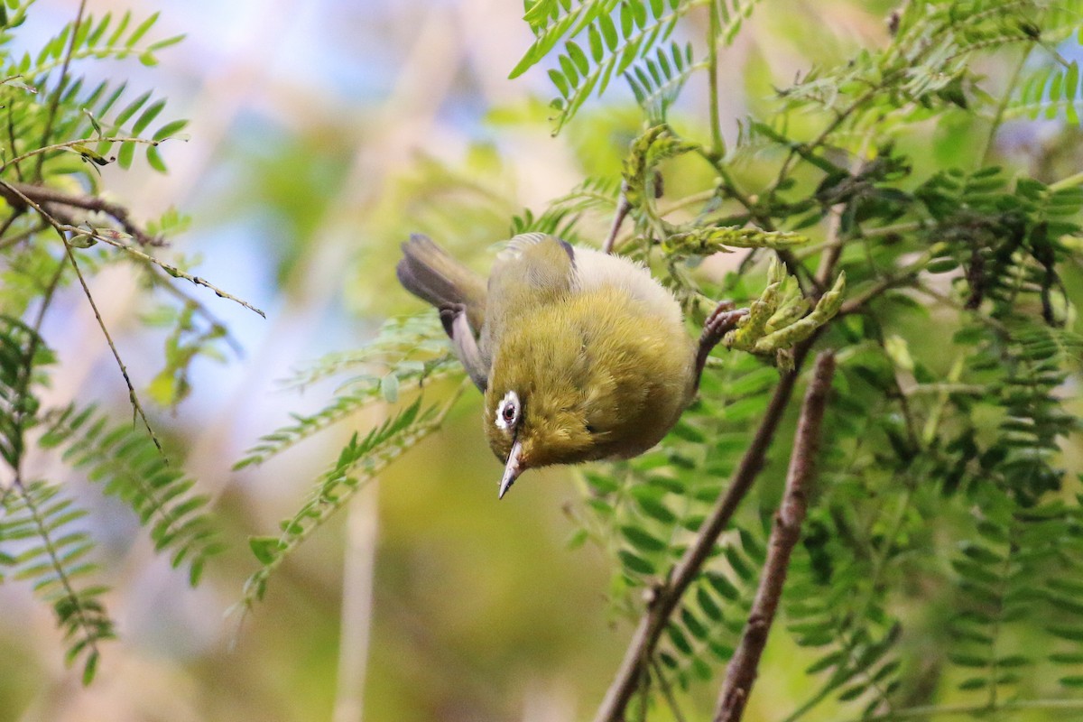 Green-backed White-eye - ML20131061