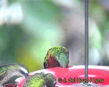 Chestnut-breasted Coronet - ML201310651