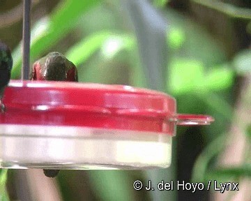 kolibřík peruánský - ML201310661