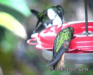 Chestnut-breasted Coronet - ML201310671