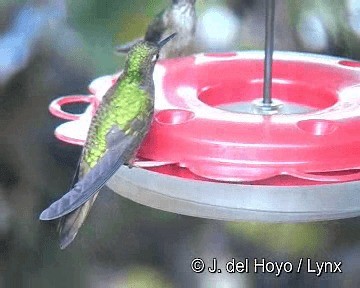 Chestnut-breasted Coronet - ML201310681