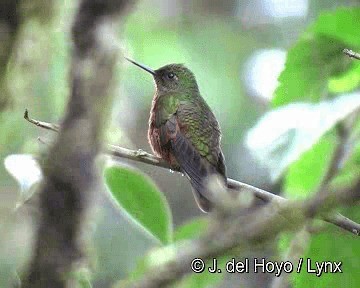 Chestnut-breasted Coronet - ML201310691