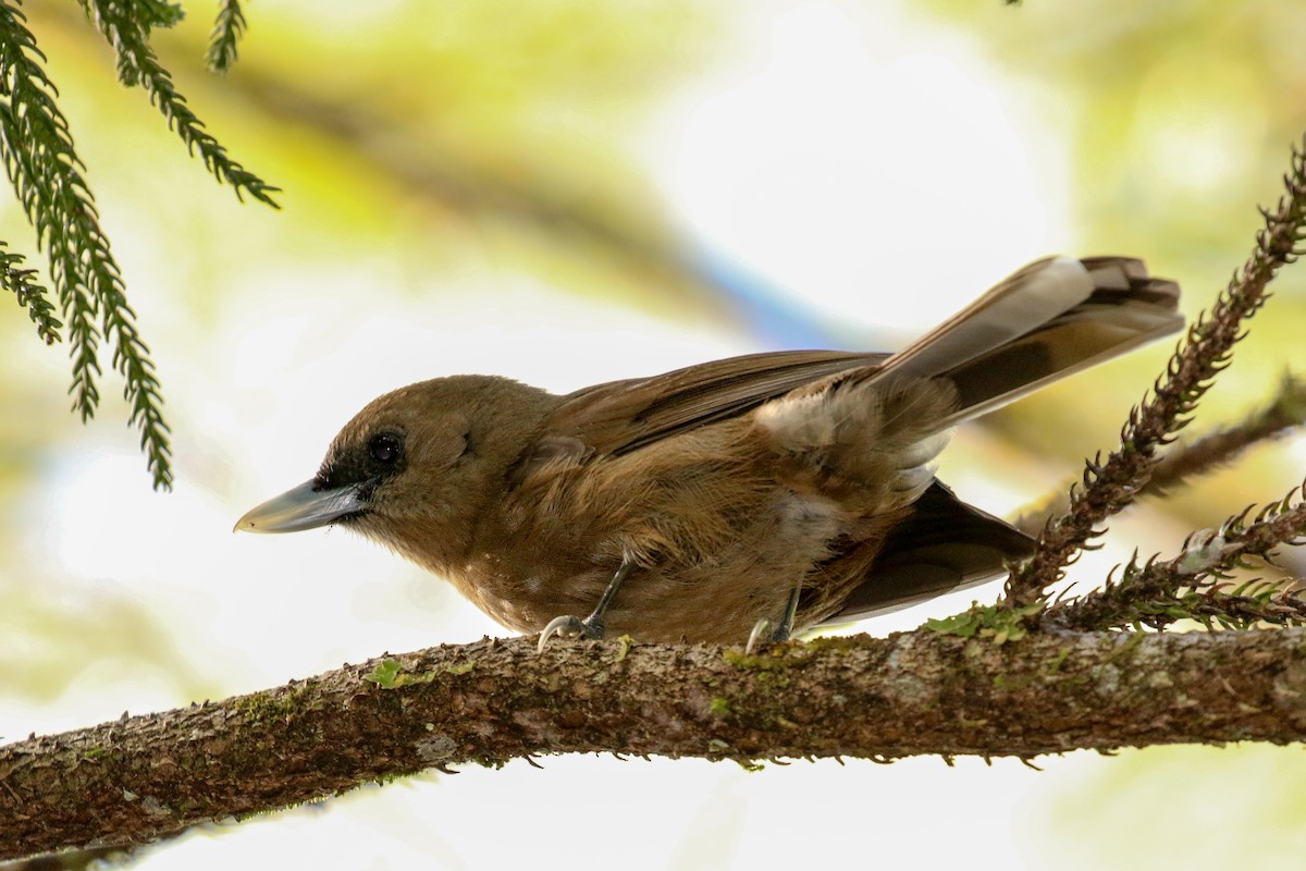 Southern Shrikebill - Tommy Pedersen