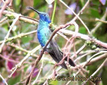 kolibřík modrolící - ML201310791