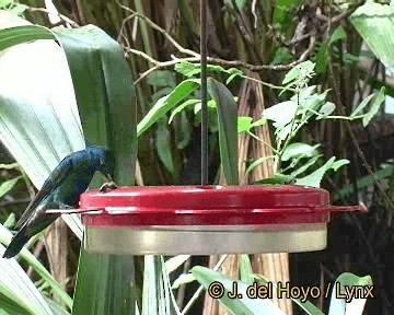 kolibřík modrolící - ML201310801