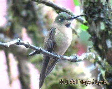 Fawn-breasted Brilliant - ML201310811