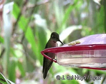 kolibřík hnědobřichý - ML201310821