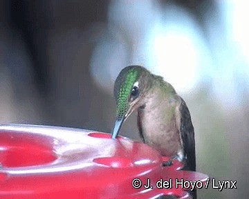 Fawn-breasted Brilliant - ML201310831