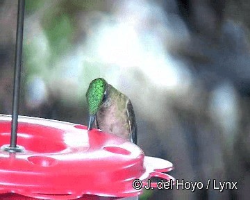 Braunbauch-Brillantkolibri - ML201310841