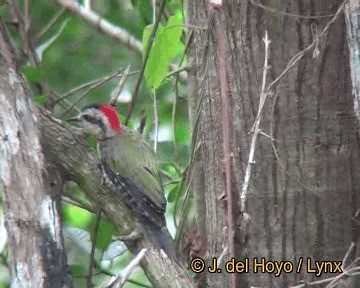 Cuban Green Woodpecker - ML201310931