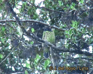 Barred Fruiteater - ML201310971