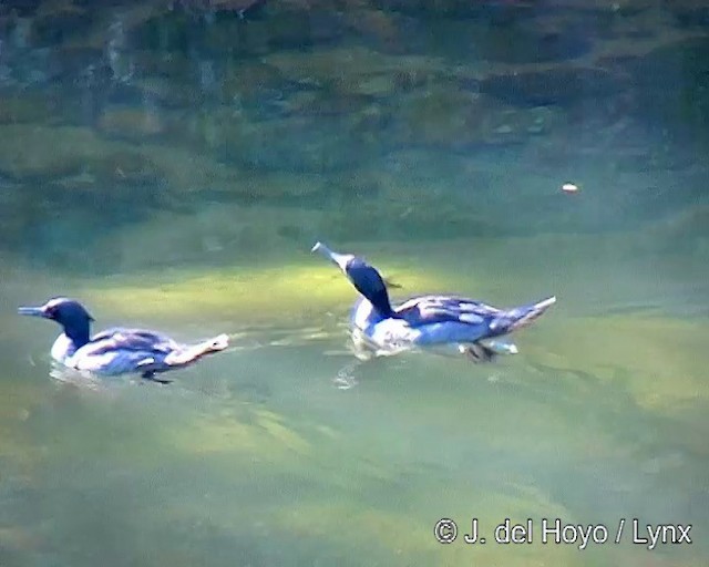 Brazilian Merganser - ML201311031