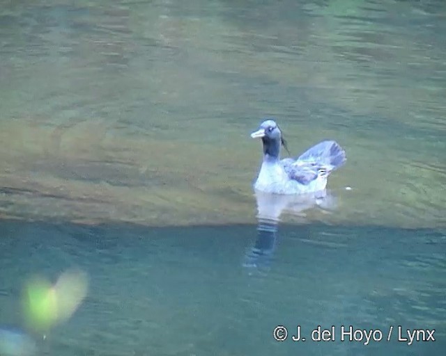 Brazilian Merganser - ML201311051