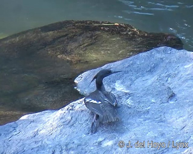 Brazilian Merganser - ML201311061