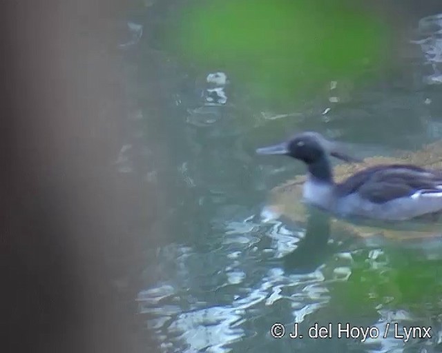 Brazilian Merganser - ML201311091