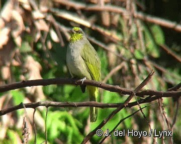 Stripe-throated Bulbul - ML201311261