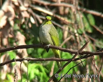 Stripe-throated Bulbul - ML201311271