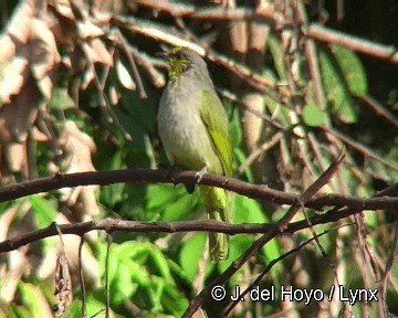 Bulbul de Finlayson - ML201311281