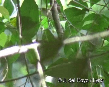 Hume's White-eye - ML201311351