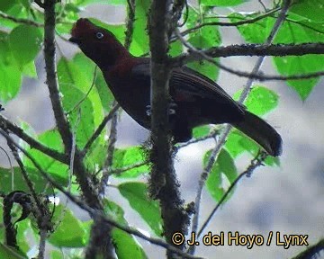 Andean Cock-of-the-rock - ML201311441