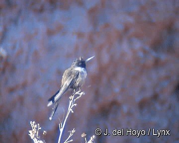 Colibri noble (nobilis) - ML201311481