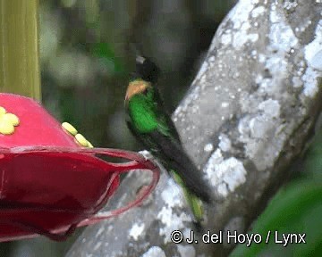 Gould's Inca - ML201311491