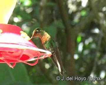 Gould's Inca - ML201311501