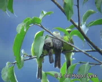 Lemon-browed Flycatcher - ML201311511